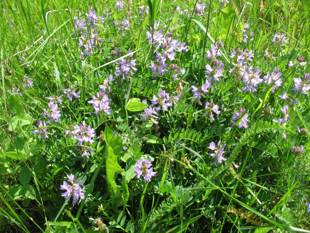 Изображение особи Astragalus alpinus.