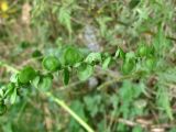 Atriplex hortensis