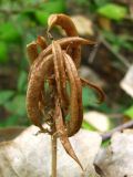 Astragalus glycyphyllos