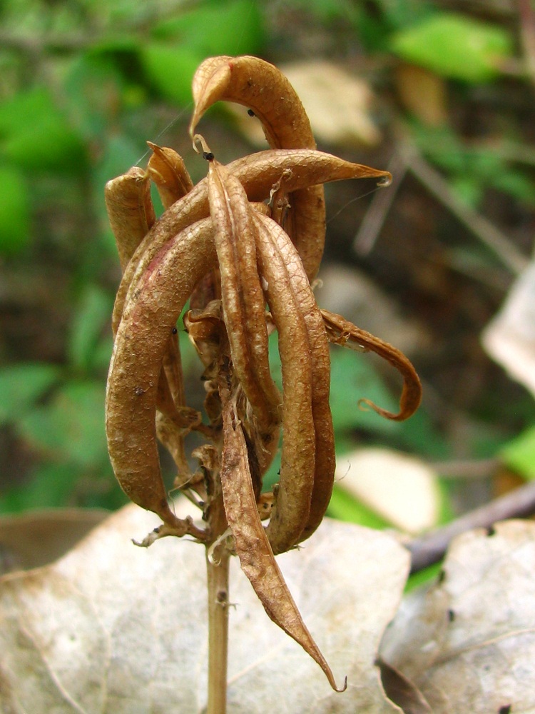 Image of Astragalus glycyphyllos specimen.