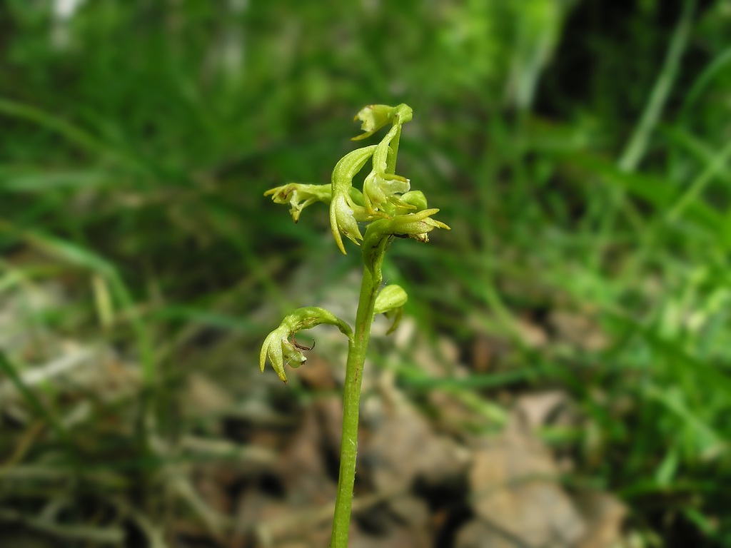 Изображение особи Corallorhiza trifida.