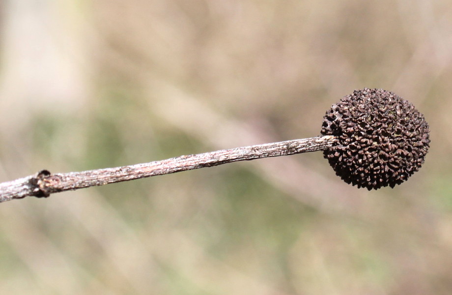 Image of Cephalanthus occidentalis specimen.