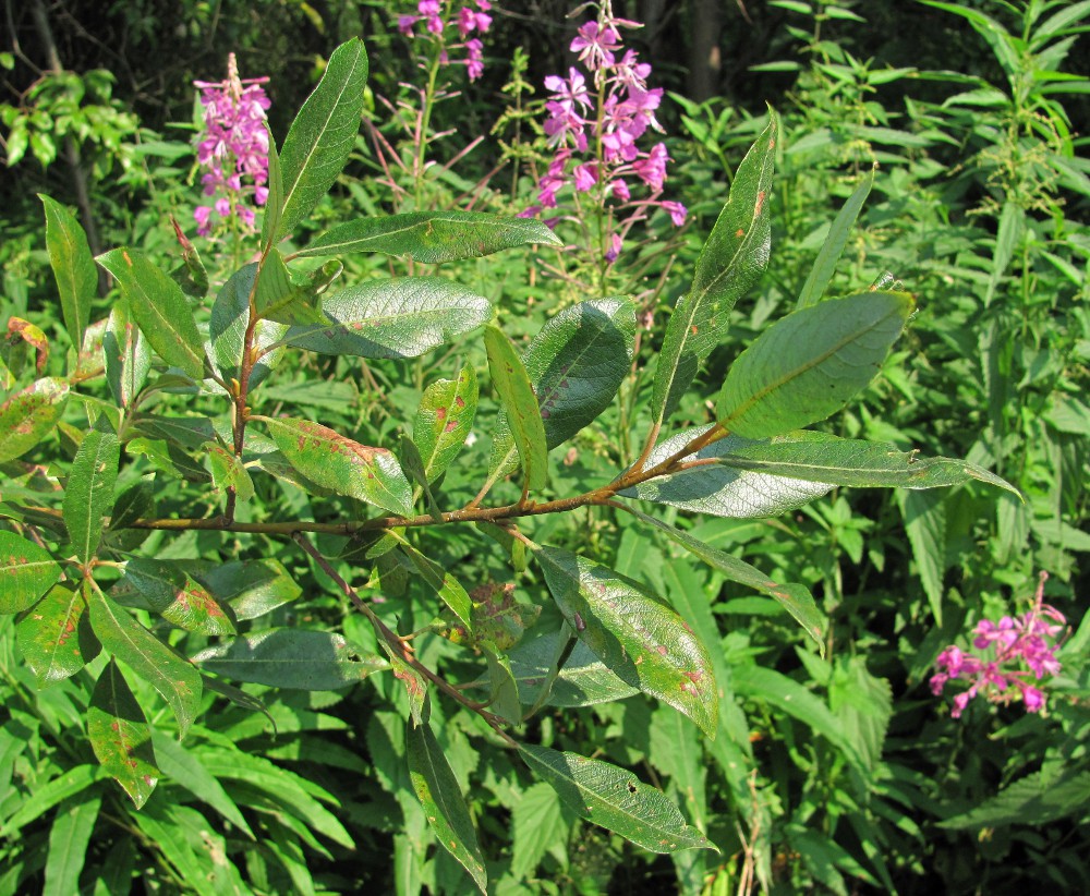 Изображение особи Salix × tetrapla.