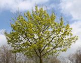 Acer platanoides. Крона цветущего дерева. Германия, г. Кемпен, в озеленении хоздвора городской комунальной службы. 19.04.2013.