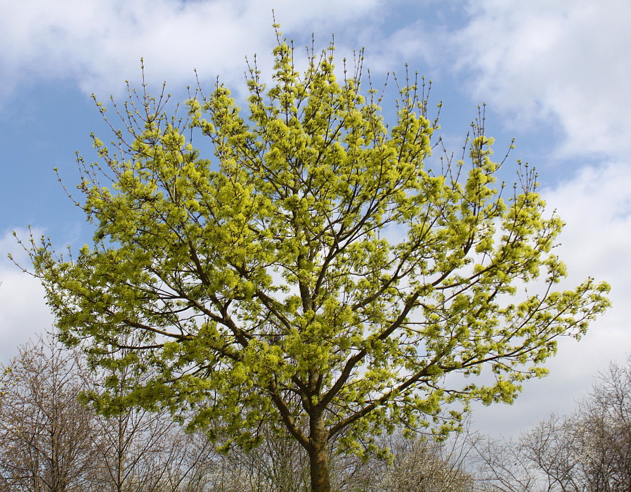 Image of Acer platanoides specimen.