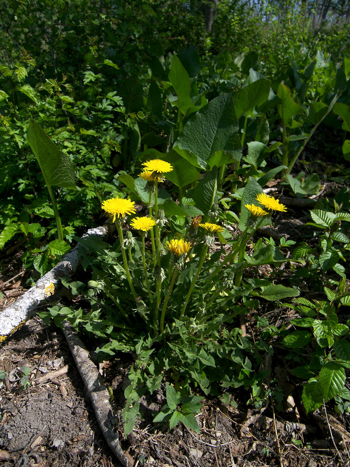 Изображение особи род Taraxacum.