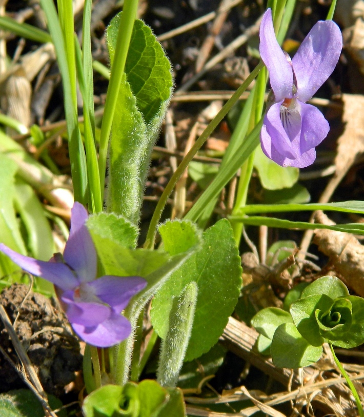 Image of Viola hirta specimen.