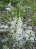 Plantago media
