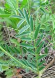 Onobrychis arenaria. Лист. Крым, окр. с. Перевальное, ур. Аян, луг. 17 мая 2013 г.