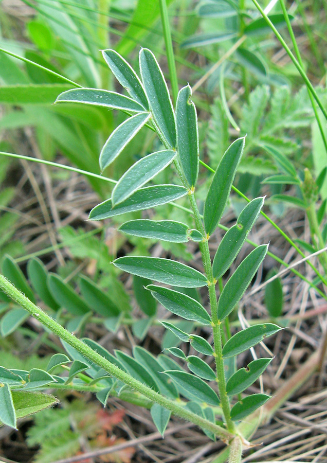 Изображение особи Onobrychis arenaria.