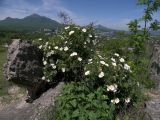 Rosa corymbifera