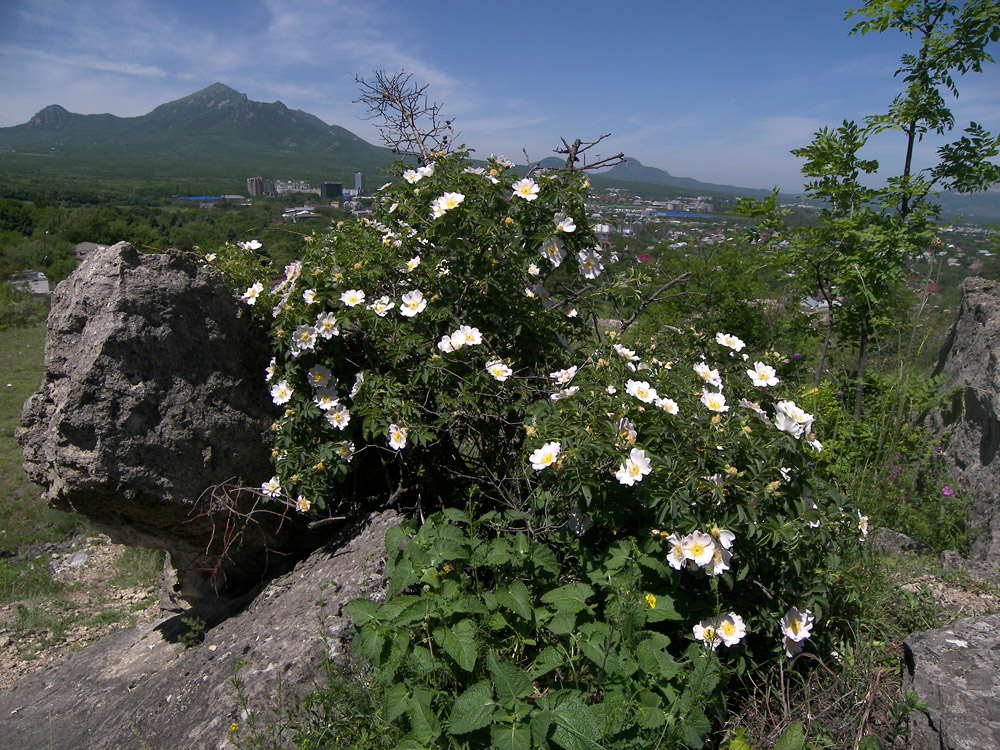 Изображение особи Rosa corymbifera.