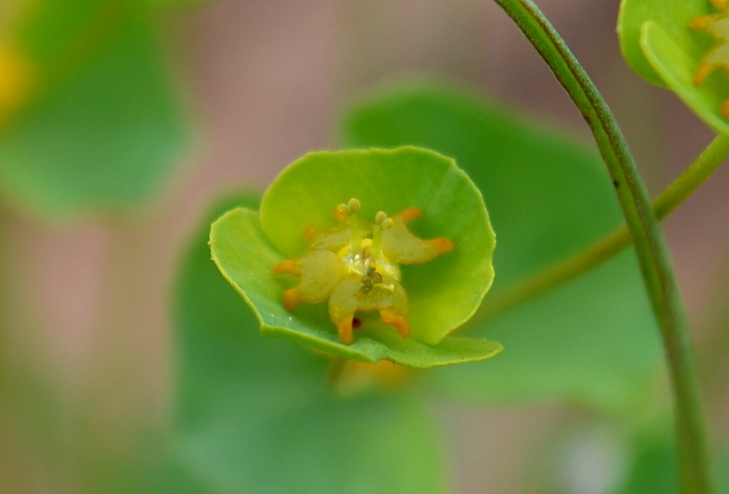 Image of Euphorbia praecox specimen.