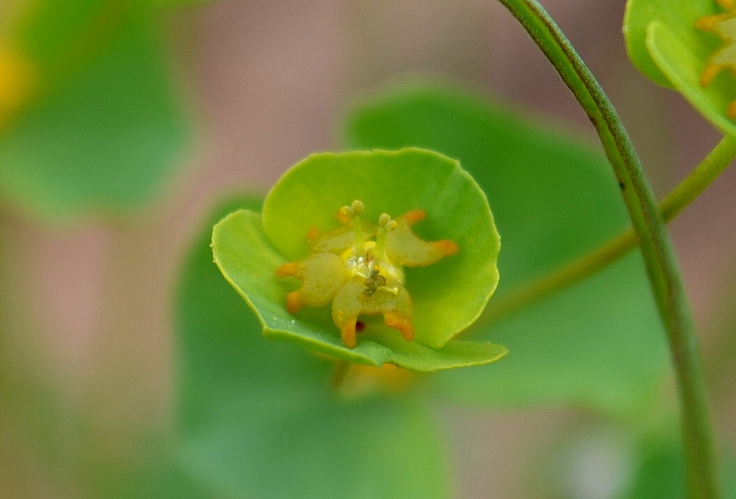 Изображение особи Euphorbia praecox.