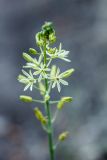 Ornithogalum pyrenaicum