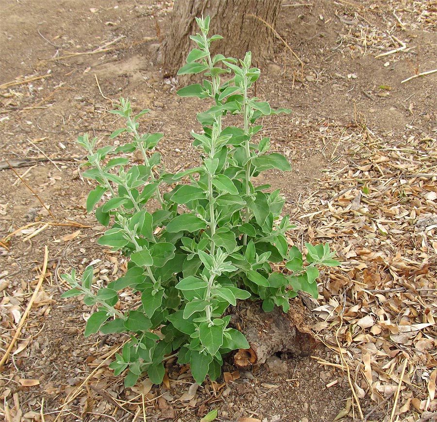 Изображение особи Elaeagnus angustifolia.