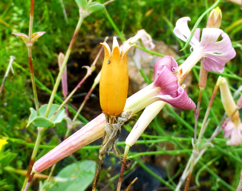 Image of Silene chlorifolia specimen.