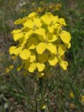 Erysimum cuspidatum. Соцветие. Крым, Ялтинский горно-лесной природный заповедник, Ай-Петри. 23.05.2013.