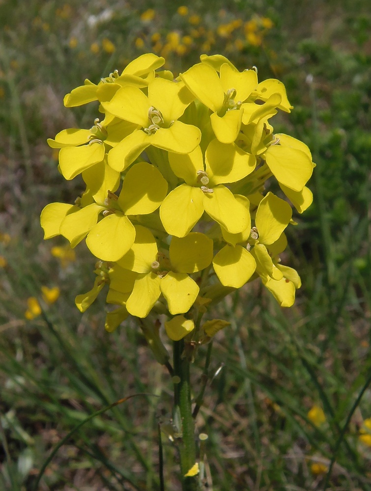 Image of Erysimum cuspidatum specimen.