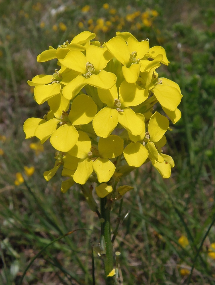 Изображение особи Erysimum cuspidatum.