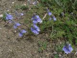 Veronica capsellicarpa