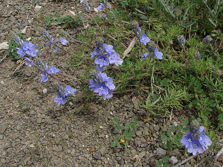 Изображение особи Veronica capsellicarpa.