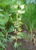 Filipendula ulmaria. Цветущее растение (пестролистный культивар 'Variegata'). Ярославская обл., Рыбинский р-н, дер. Добрино; декоративное, в открытом грунте. 7 июля 2013 г.