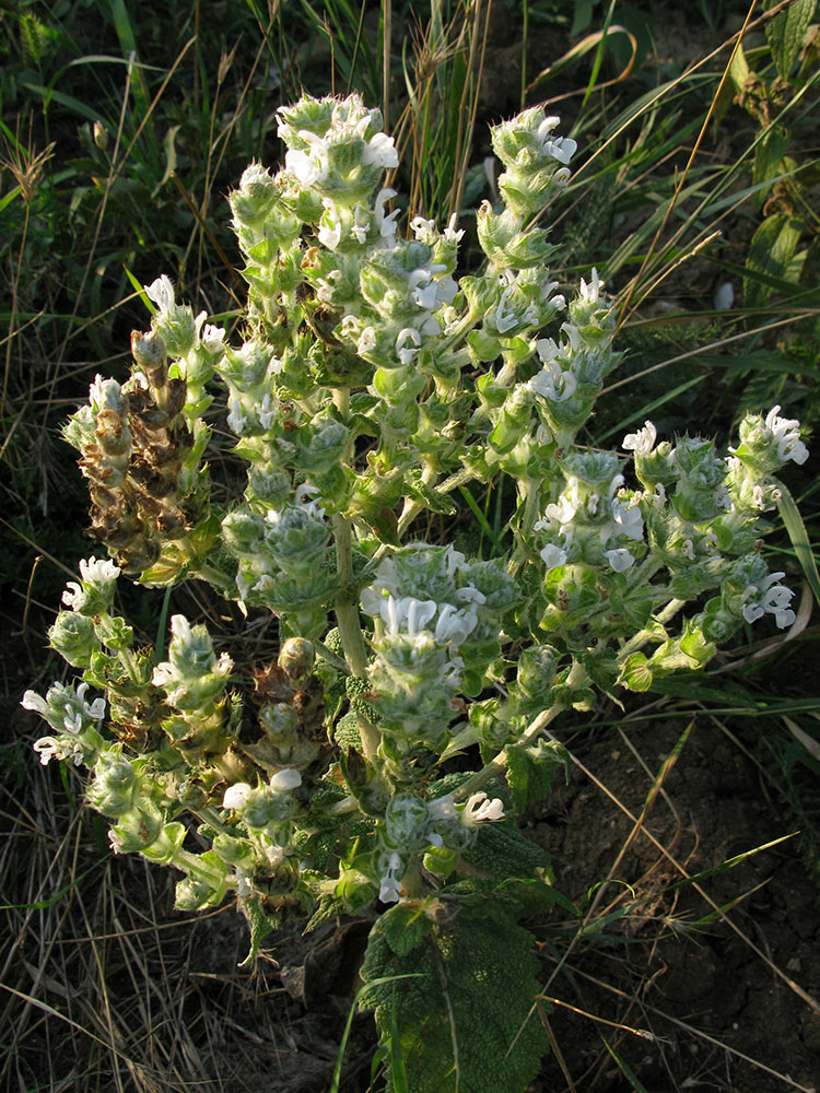 Image of Salvia aethiopis specimen.