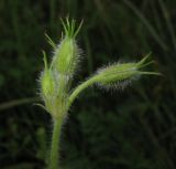 Erodium stephanianum