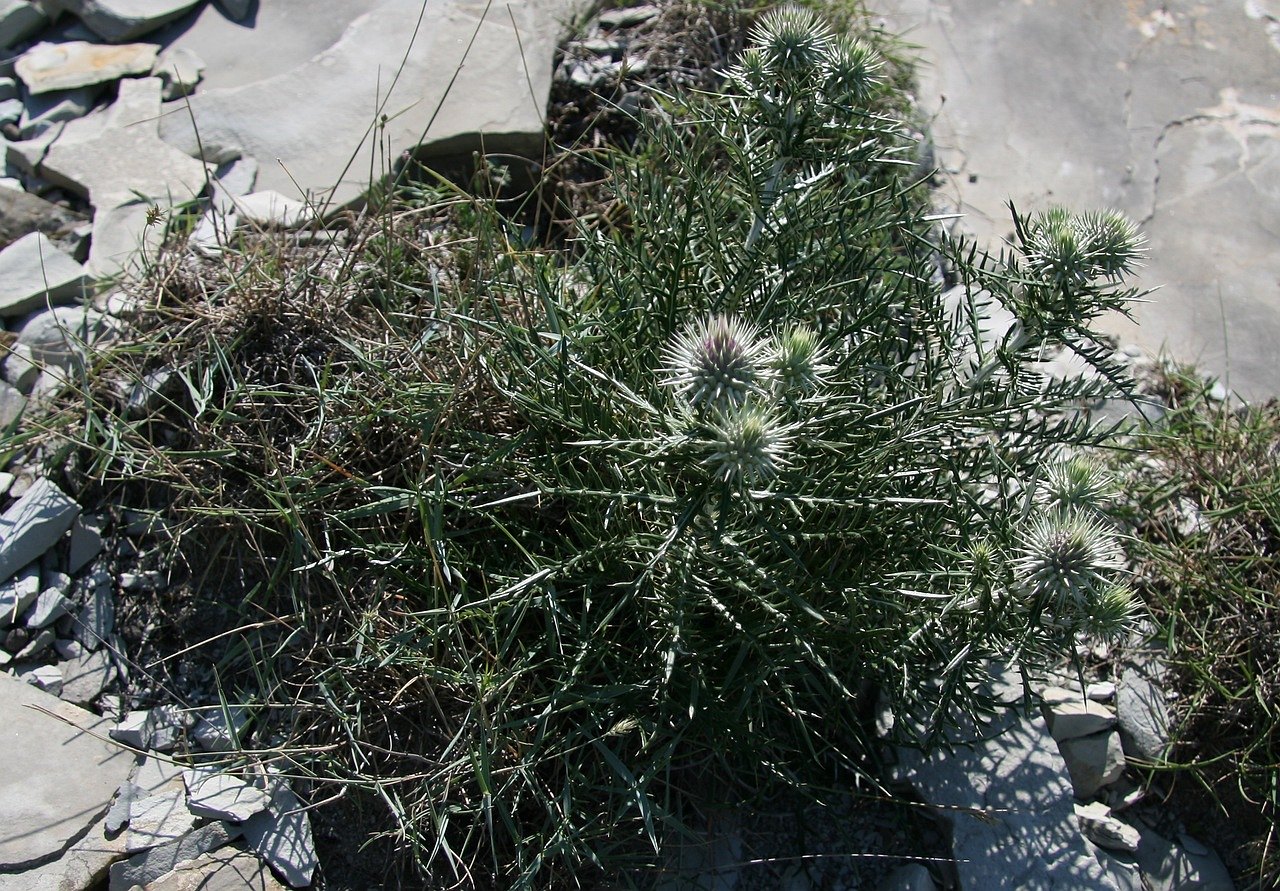 Изображение особи Lamyra echinocephala.