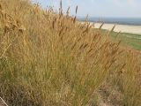 Agropyron pectinatum. Плодоносящие растения. Краснодарский край, м/о Анапа, окр. ст. Благовещенская, степь на берегу Витязевского лимана. 16.08.2013.