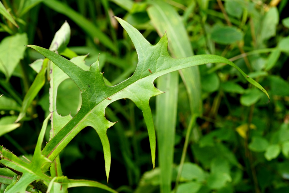 Изображение особи Lactuca indica.