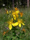 Hypericum maculatum