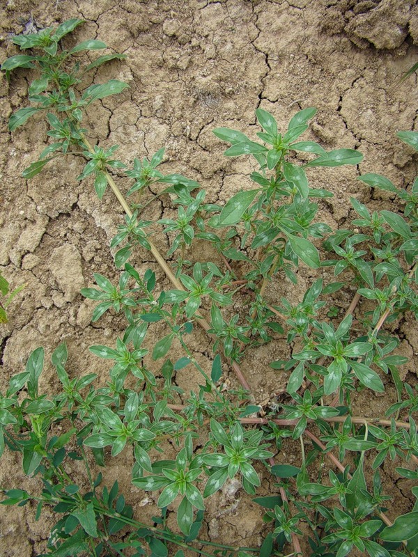 Image of Amaranthus blitoides specimen.