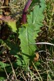 Verbascum blattaria