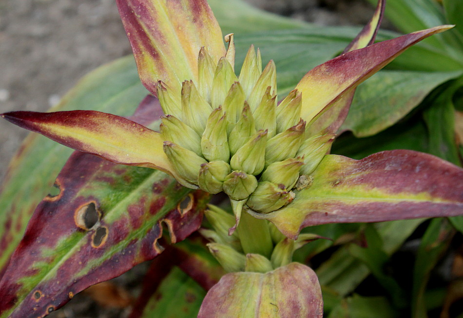 Image of Gentiana tibetica specimen.