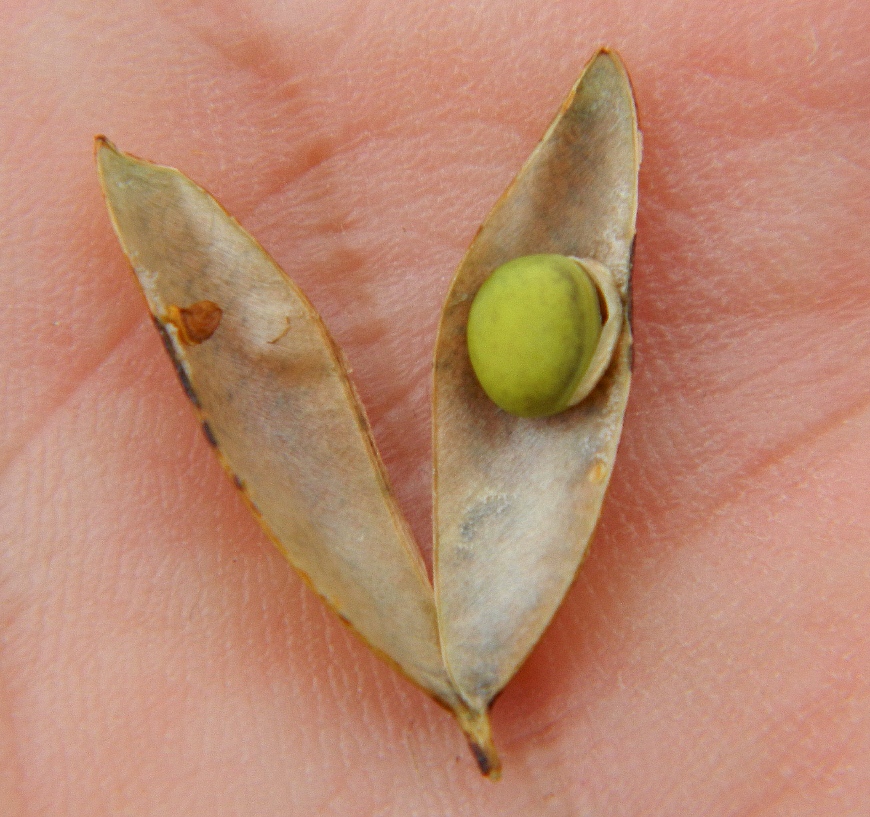 Image of Vicia cracca specimen.