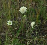 Scabiosa ochroleuca. Верхушки побегов с соцветиями. Иркутская обл., окр. Иркутска. 26.07.2013.