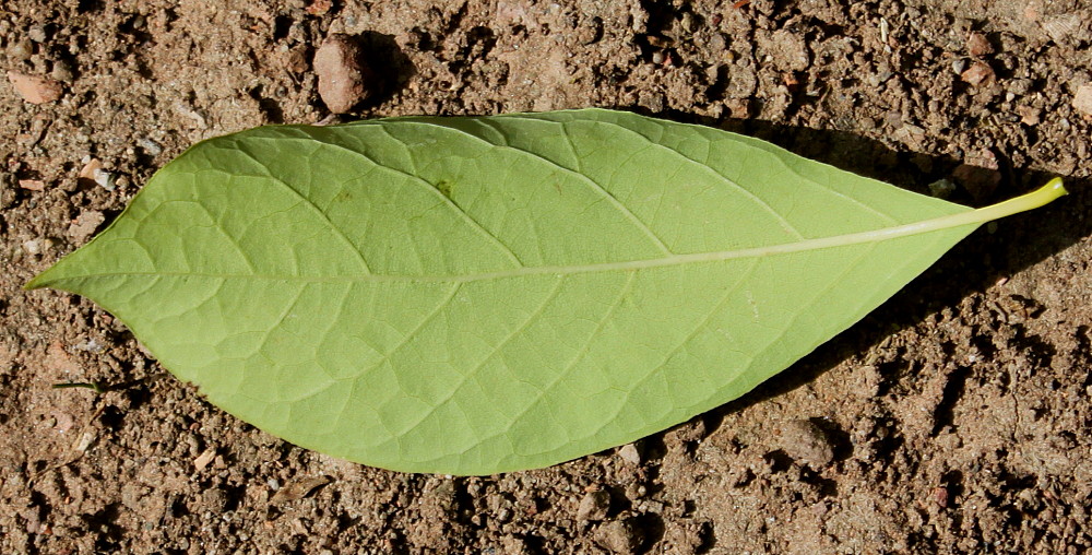 Image of Lindera benzoin specimen.