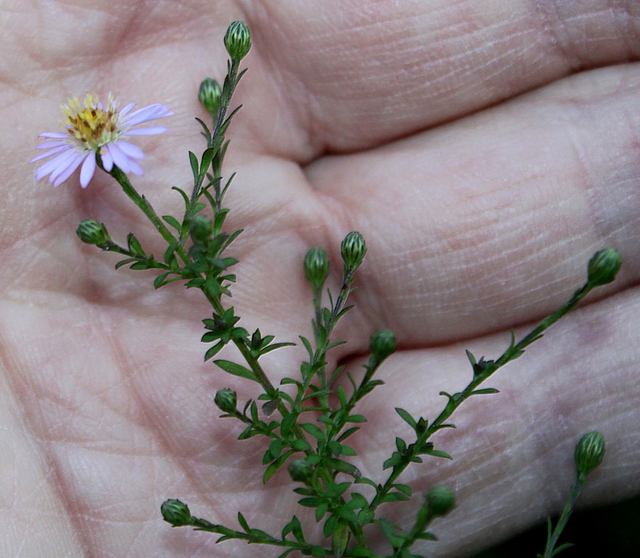 Изображение особи Symphyotrichum &times; versicolor.