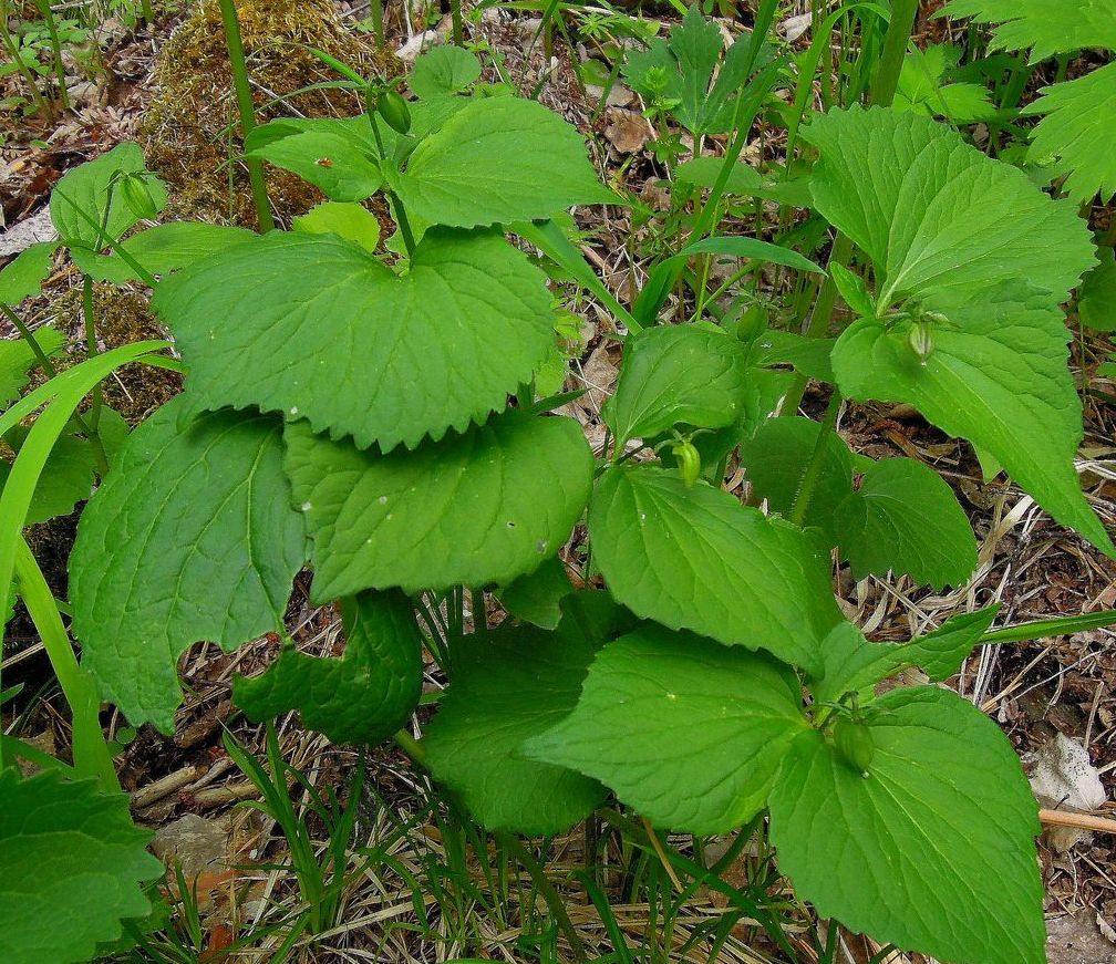 Image of Viola uniflora specimen.
