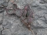 Opuntia phaeacantha разновидность camanchica