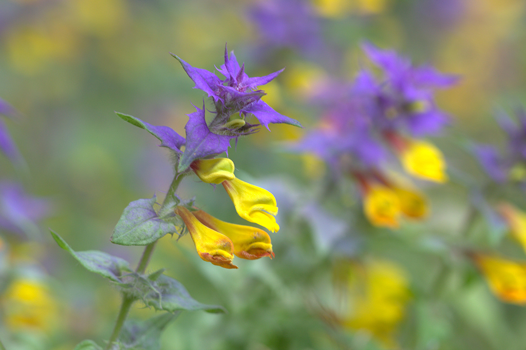 Image of Melampyrum nemorosum specimen.