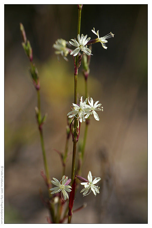 Image of Silene tatarica specimen.