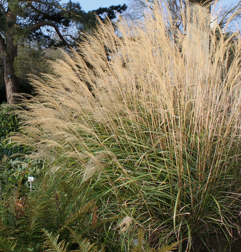 Изображение особи Miscanthus sinensis.