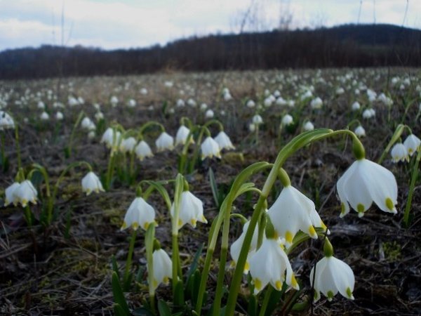 Изображение особи Leucojum vernum.