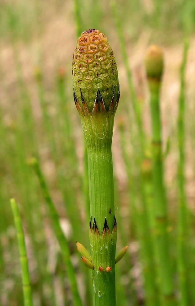 Изображение особи Equisetum fluviatile.