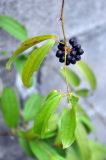 Smilax lanceifolia. Верхушка побега с соплодием. Таиланд, остров Пханган. 22.06.2013.