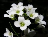 Image of taxon representative. Author is Андрей Барышенко