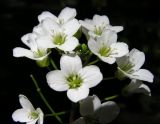 Cardamine prorepens. Верхушка соцветия. Хабаровский край, Ванинский р-н, галечный берег р. Мули. 07.07.2013.